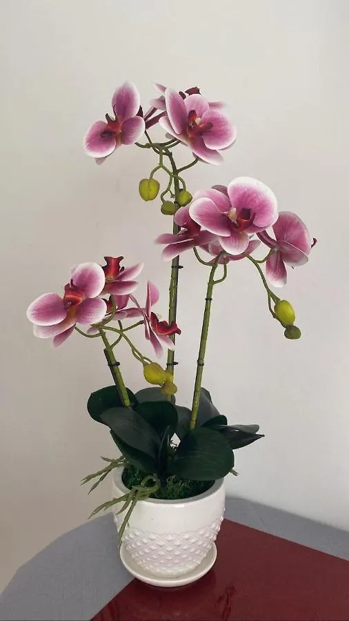 Affittacamere L'Orchidea Ventimiglia 0*,
